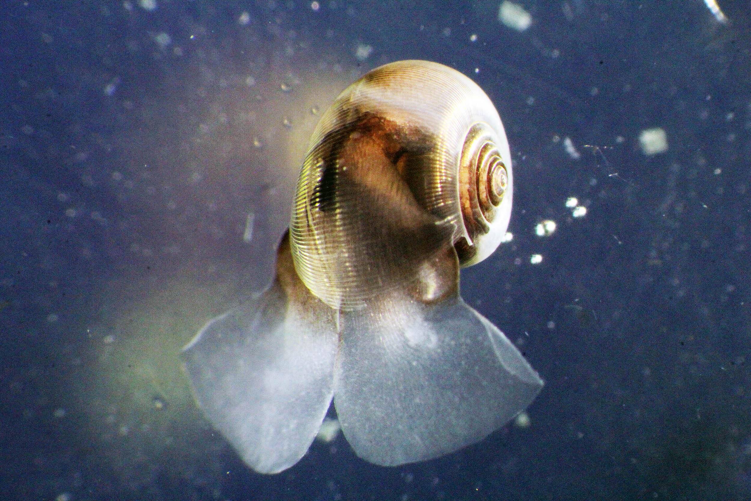 Tiny ocean shells play a huge role in regulating Earth’s climate