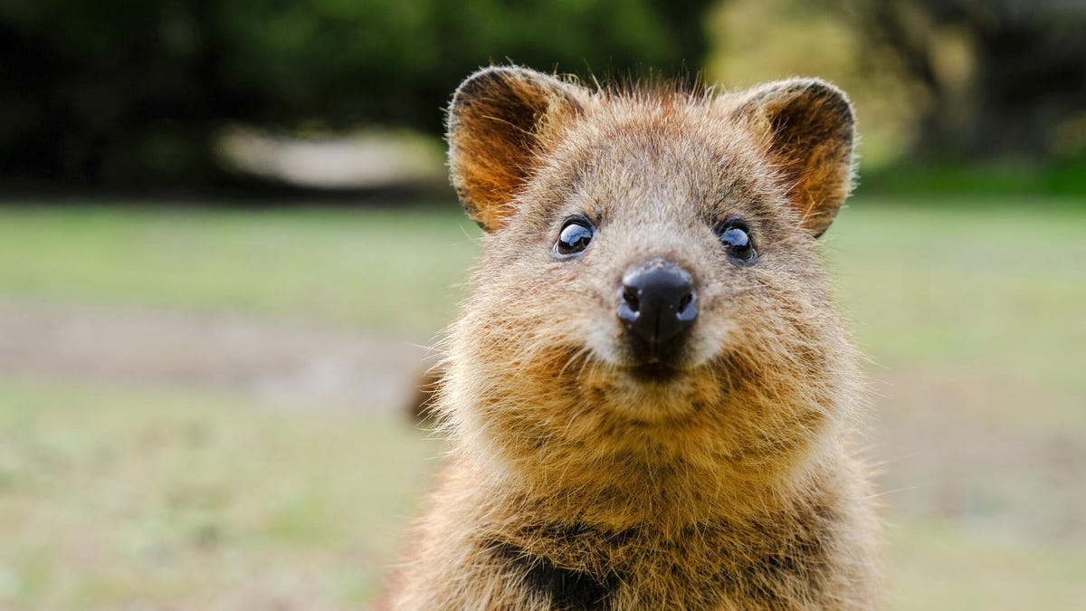 Ubuntu 25.10 ‘Questing Quokka’ brings an array of advances – plus some trouble
