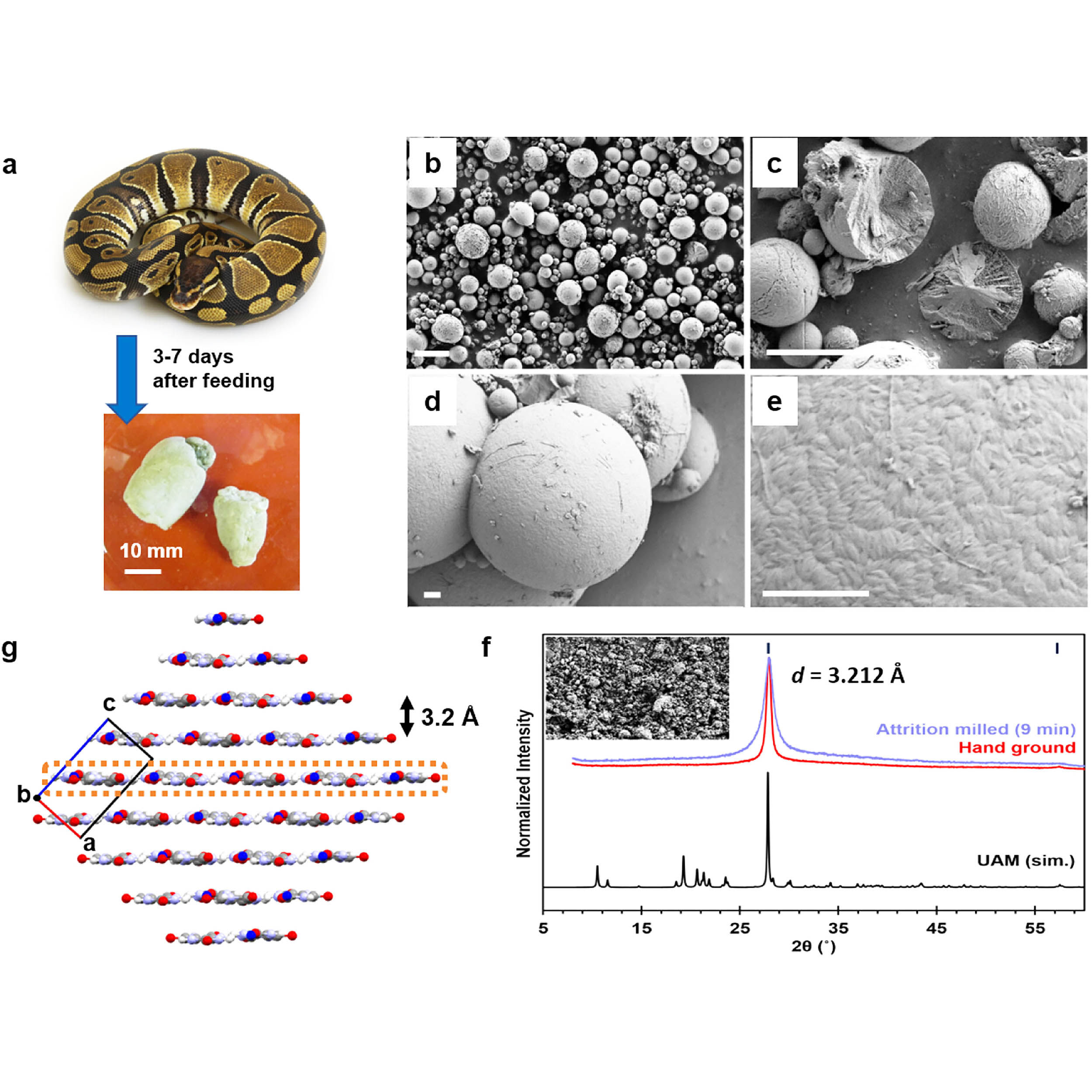 Reptiles don’t urinate like humans, they ‘pee’ tiny crystals