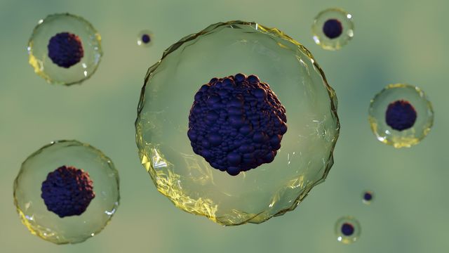 HKUST Study Explains How Cells Ship Proteins Correctly