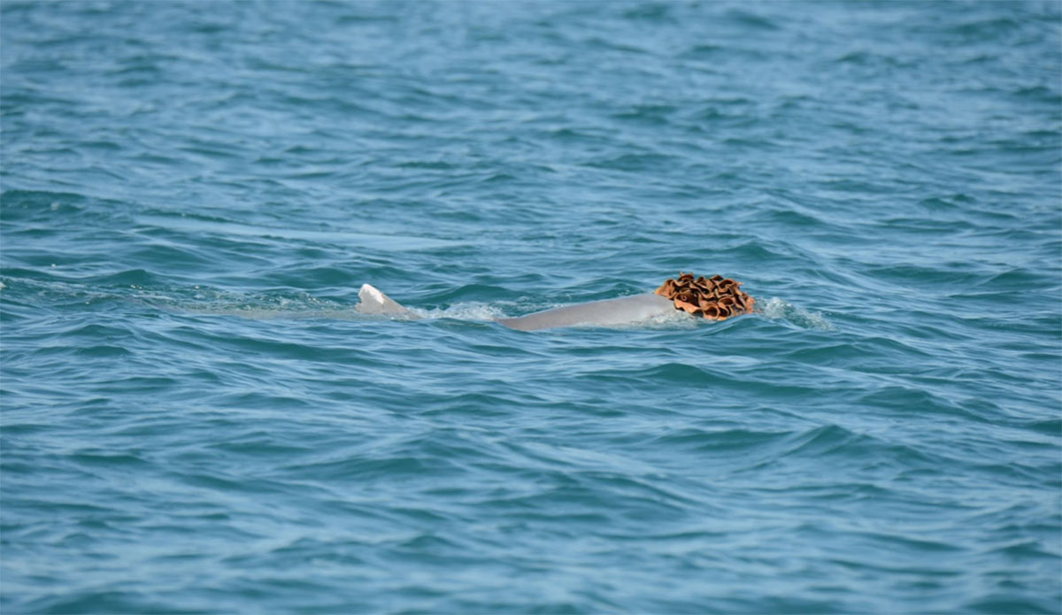 Humpback Dolphins in Western Australia are Wearing Sea Sponges as Hats to Impress the Ladies
