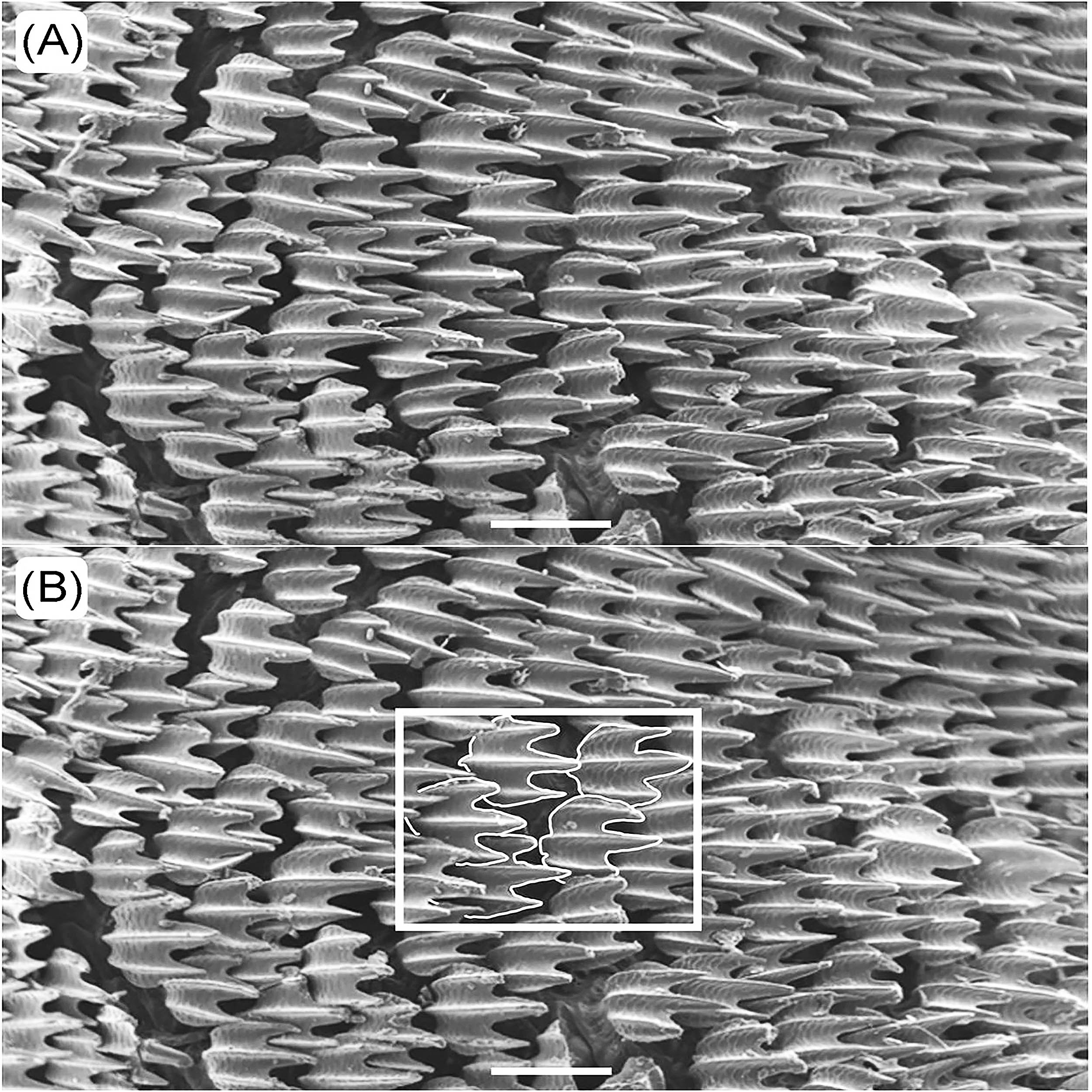 Ultra-magnified view of shark skin shows flexibility and resilience