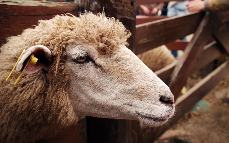 Farmer convicted for illegally importing sheep pox vaccine