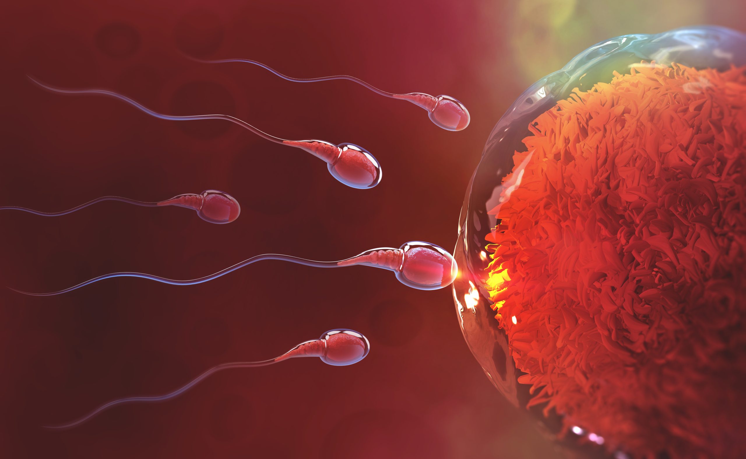 Sperm ‘switch’ discovery could lead to new fertility therapies