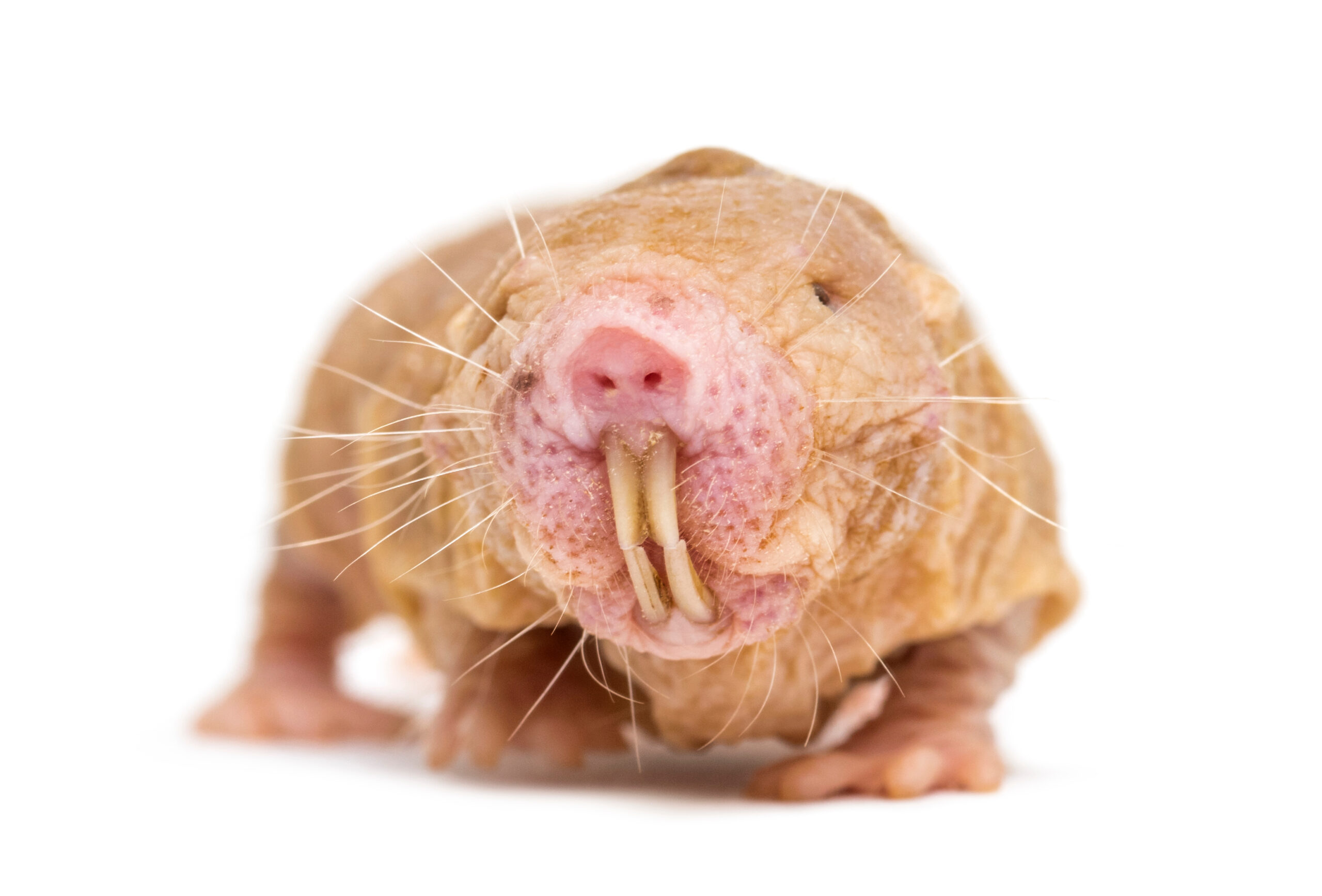DNA repair secrets of naked mole-rats may guide new drug discovery