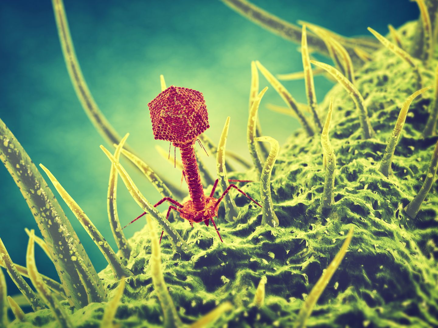 IDWeek 2025: novel phage AP-SA02 leads to earlier resolution of S. aureus bacteremia