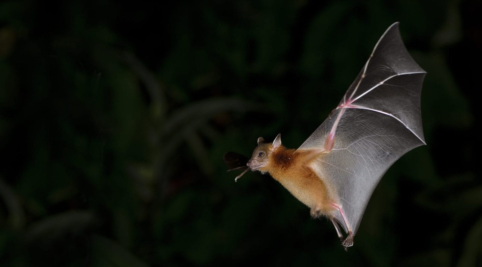 Scientists Capture First-Ever Footage of a Bat Eating a Bird in Midair – One Green Planet