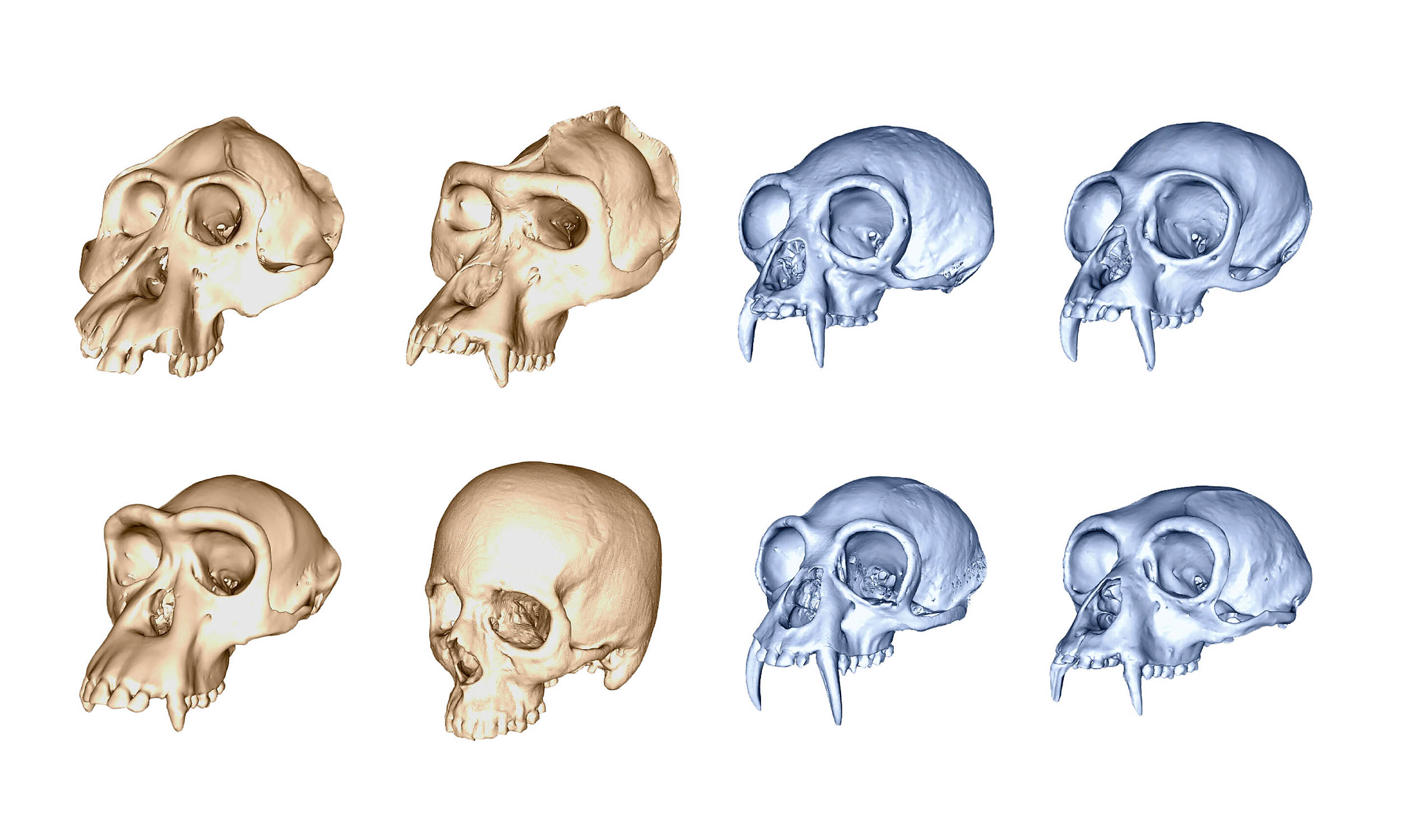 3D skull study shows humans evolved faster than any other ape