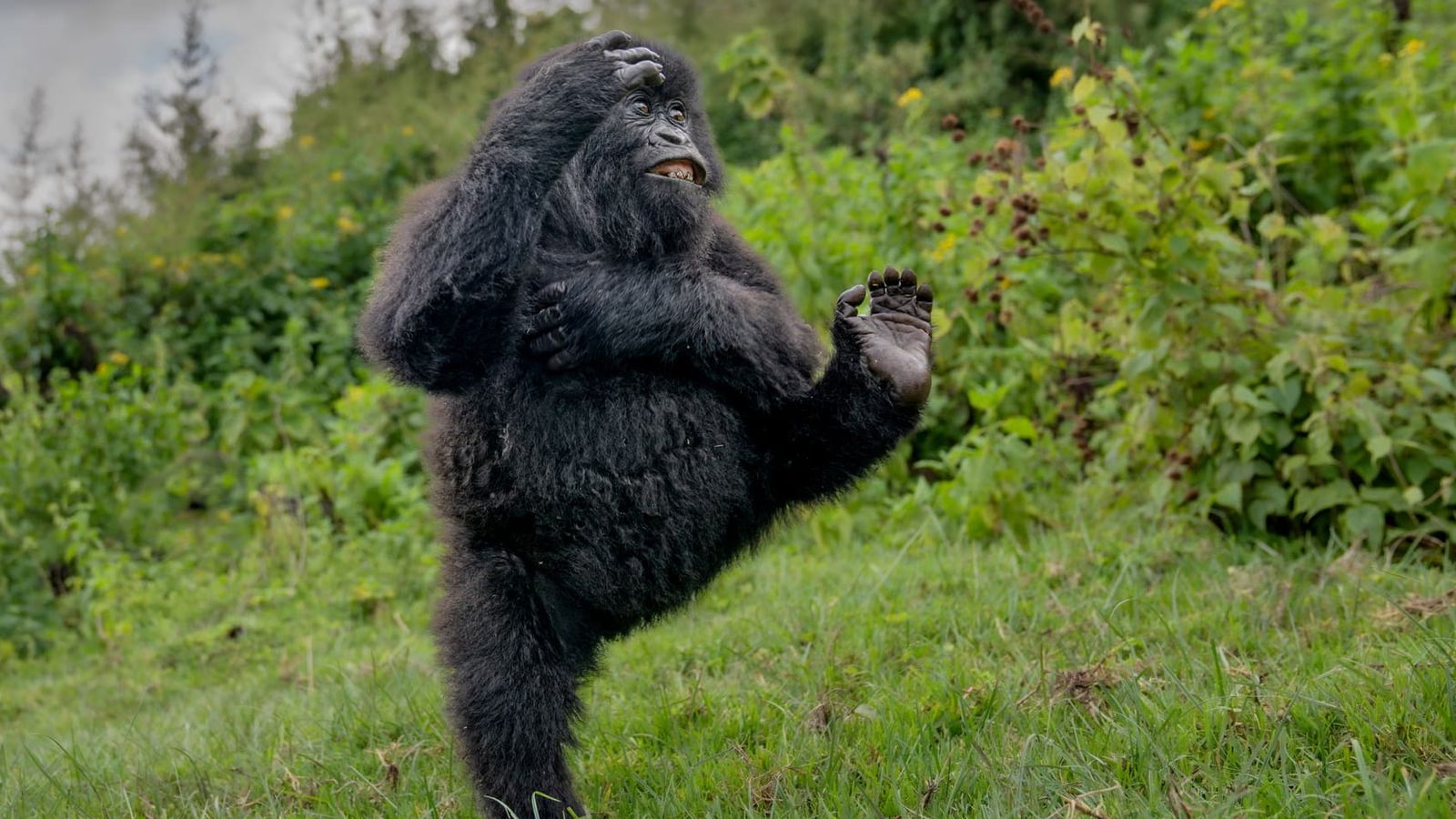 Comedy Wildlife Awards 2025: The funniest animal photos of the year | Offbeat News