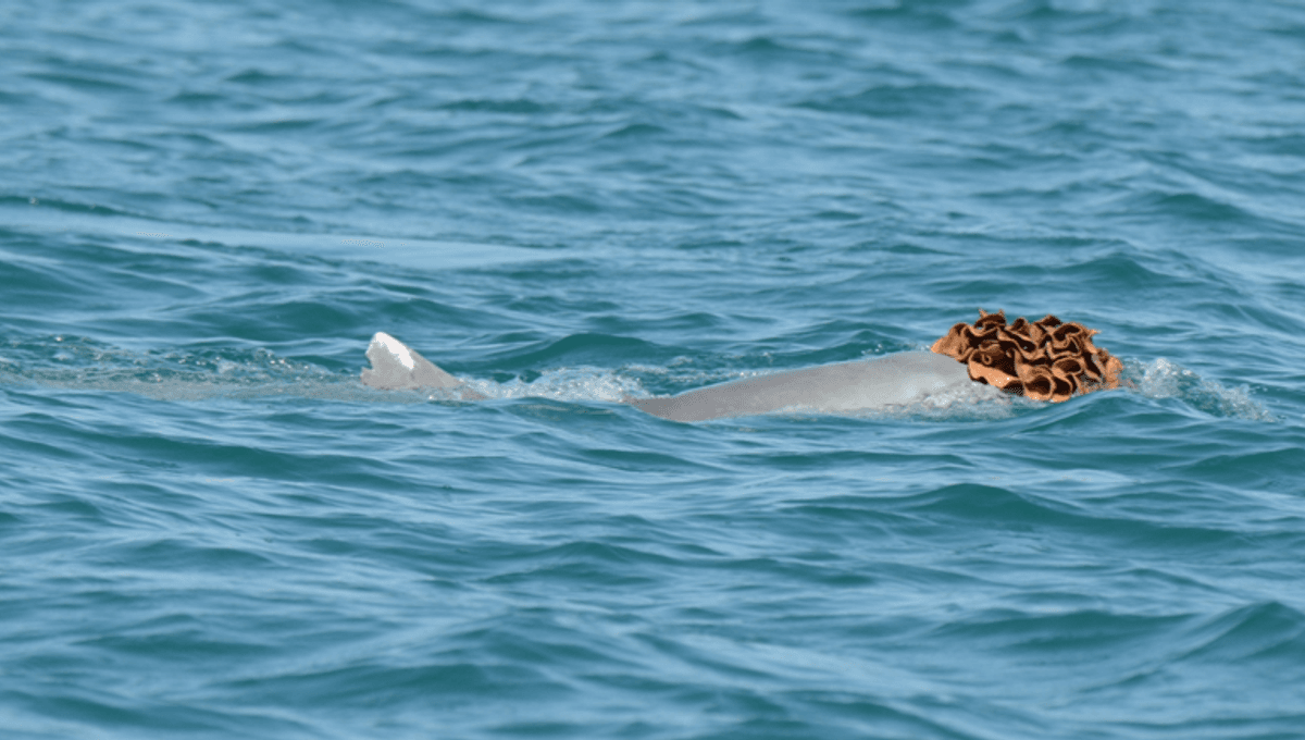Sea Sponge “Wigs” Help Male Australian Humpback Dolphins To Woo Their Partners