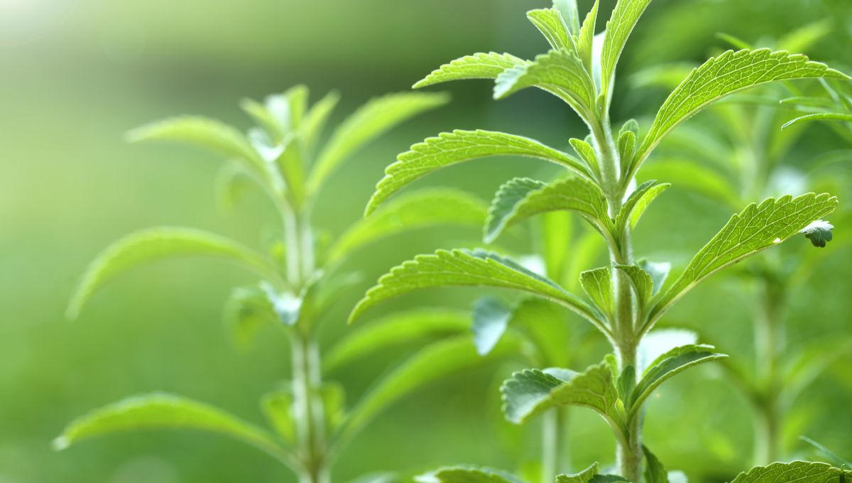 Stevia, The Natural Sugar Substitute, Could Help Keep Baldness At Bay