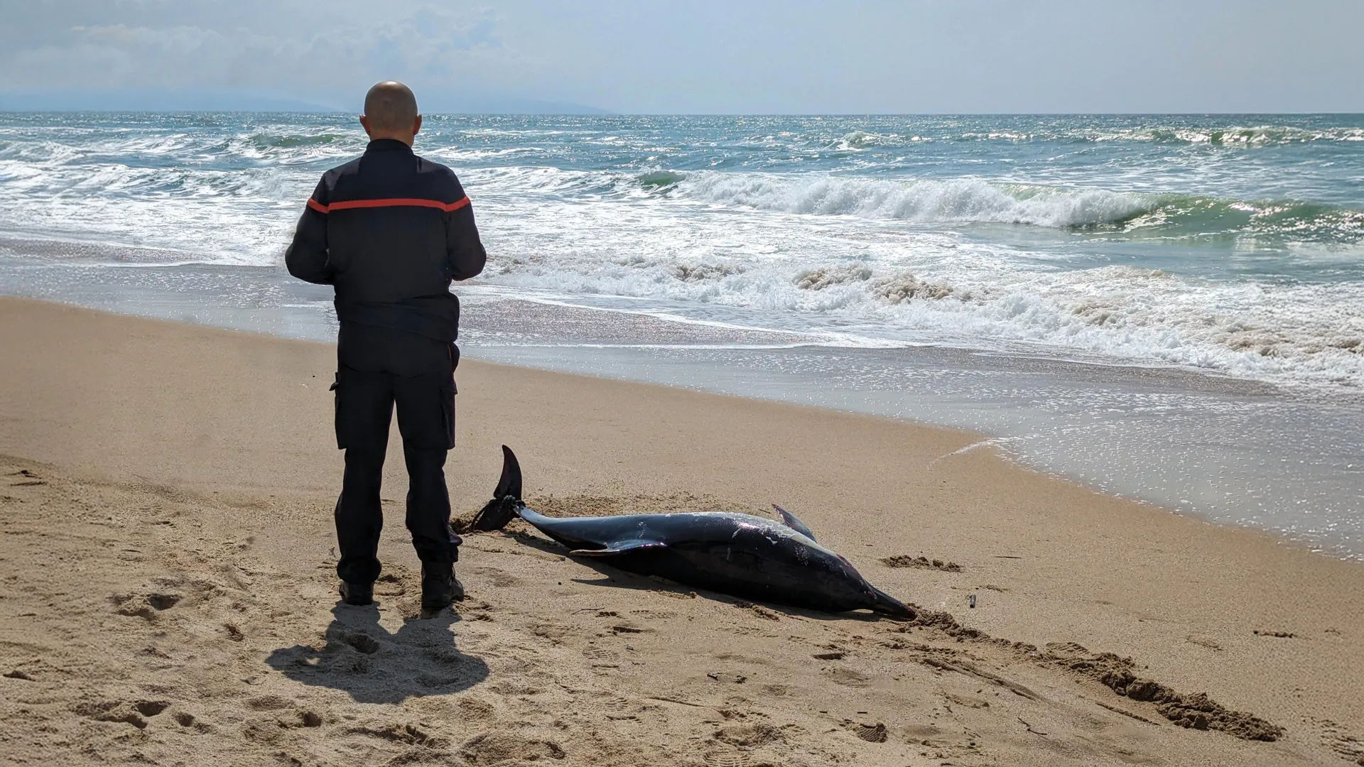 Dolphins may be getting Alzheimer’s from toxic ocean blooms
