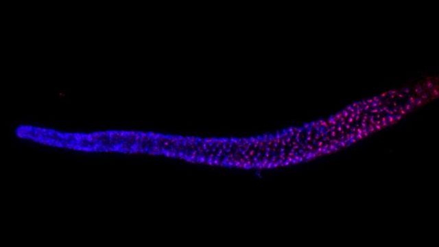 Hidden Telomerase RNA Found Inside Another Gene