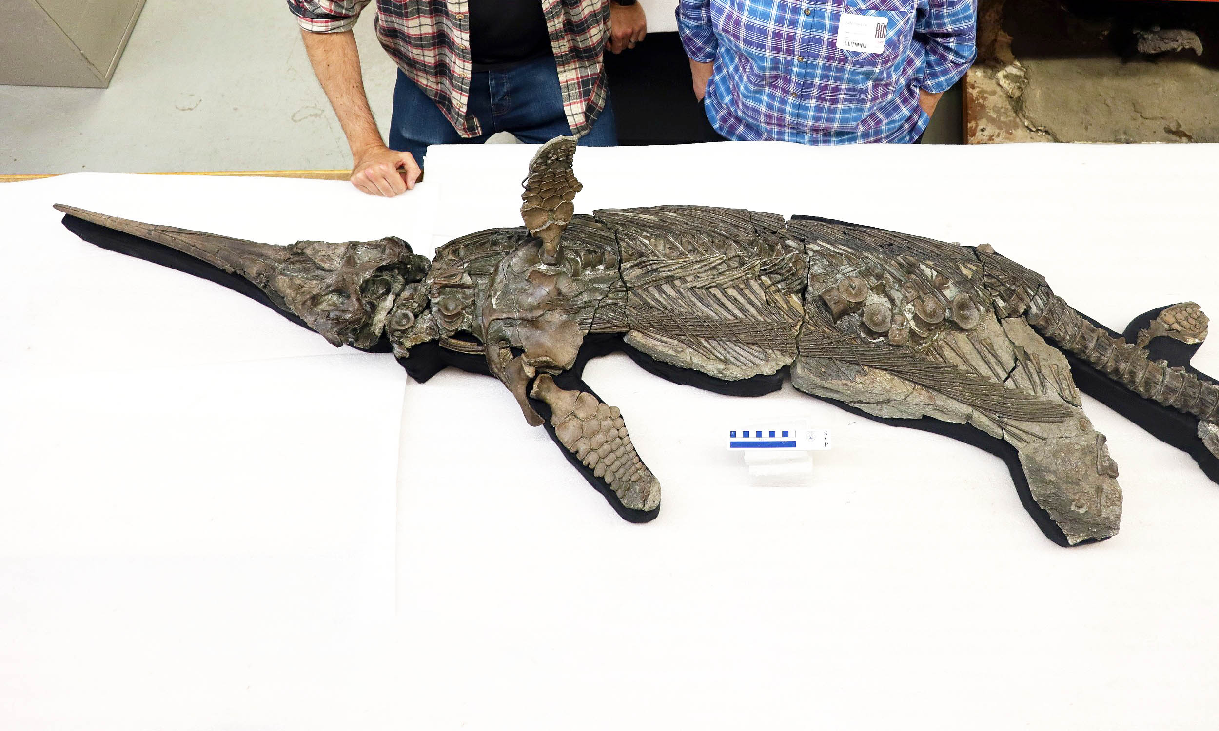 “Sword Dragon” of the Jurassic was built for speed and precision