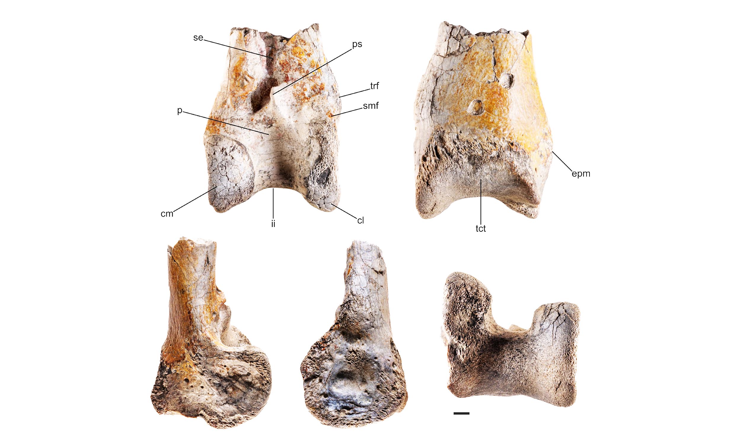 Leg bones found from a massive meat-eating “terror bird”