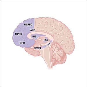 The Hypothalamic-Pituitary-Ovarian Axis, Ovarian Disorders, and Brain Aging