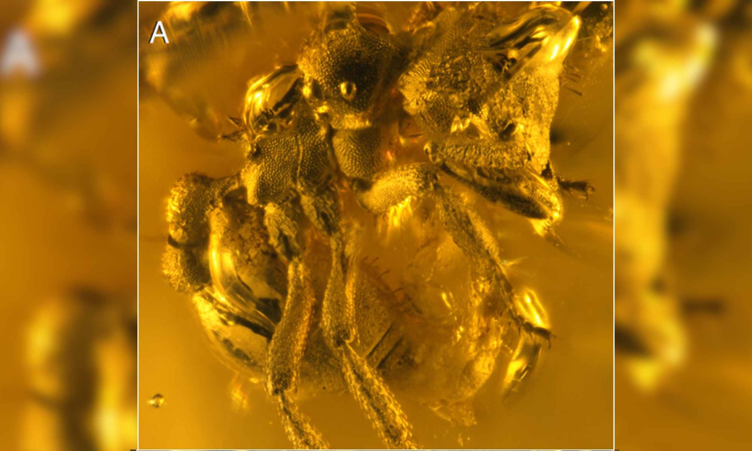 Ant fossil found is so rare they compare it to finding a diamond
