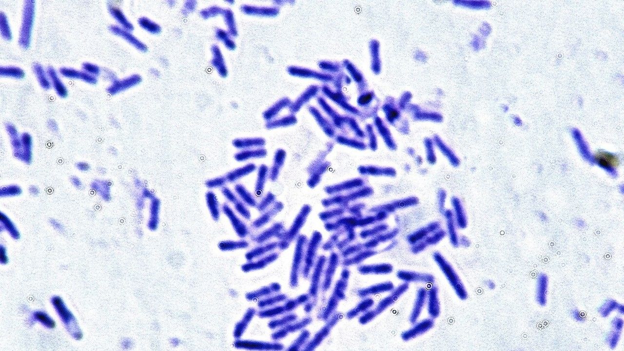 Microbes essential for human health can survive the stress of spaceflight. That’s great news for astronauts