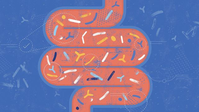 Gut Microbiome Breakthrough: How Bacteria Adapt Fast