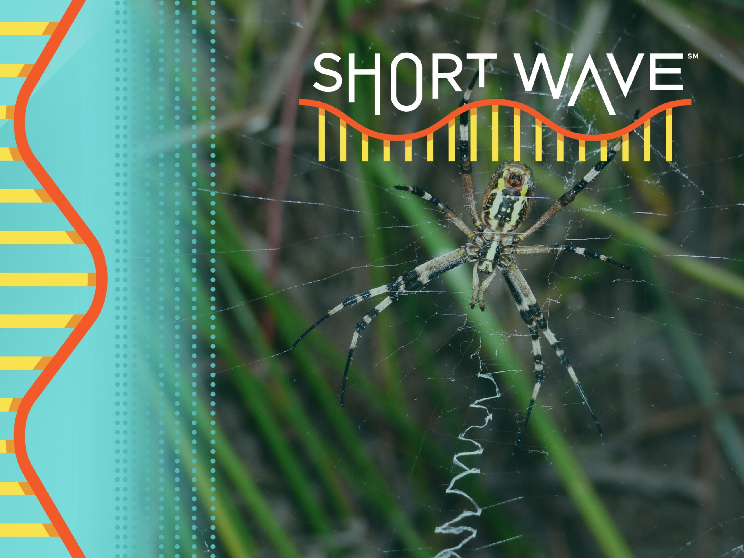 This week in science: spiders, TV pixels and storytelling