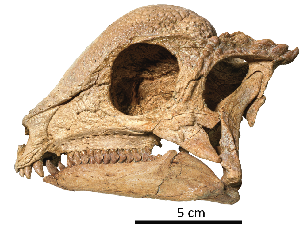 This ‘magical’ dinosaur specimen emerged from the ground like a polished jewel
