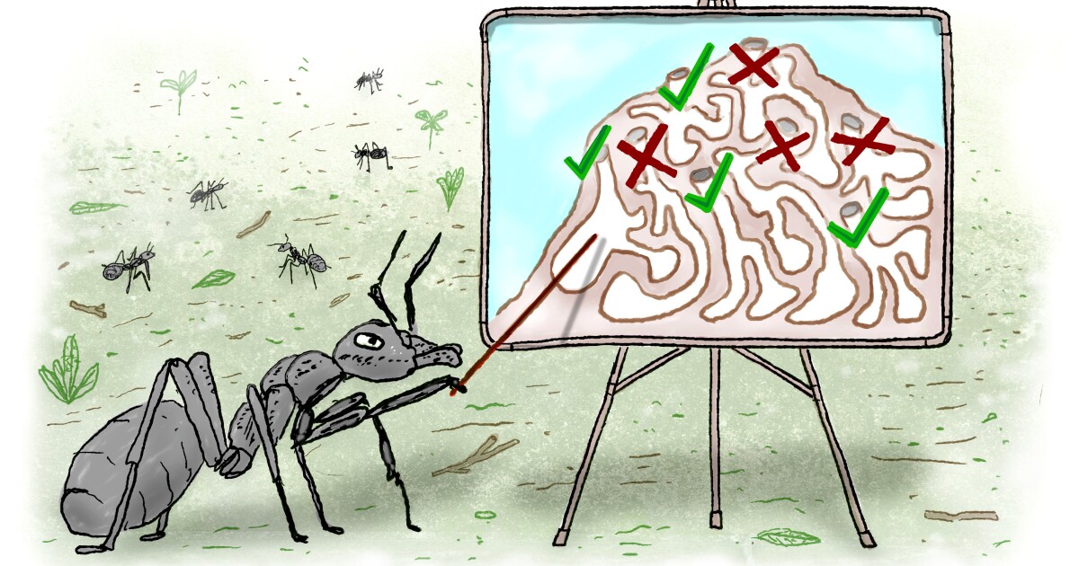 Some ant architects design a colony to cut the risk of disease. Humans, take note!