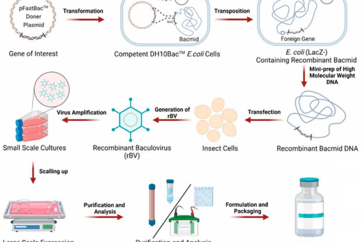 Baculovirus Platform Prepares to Protect People From Bird Flu — Vax-Before-Travel