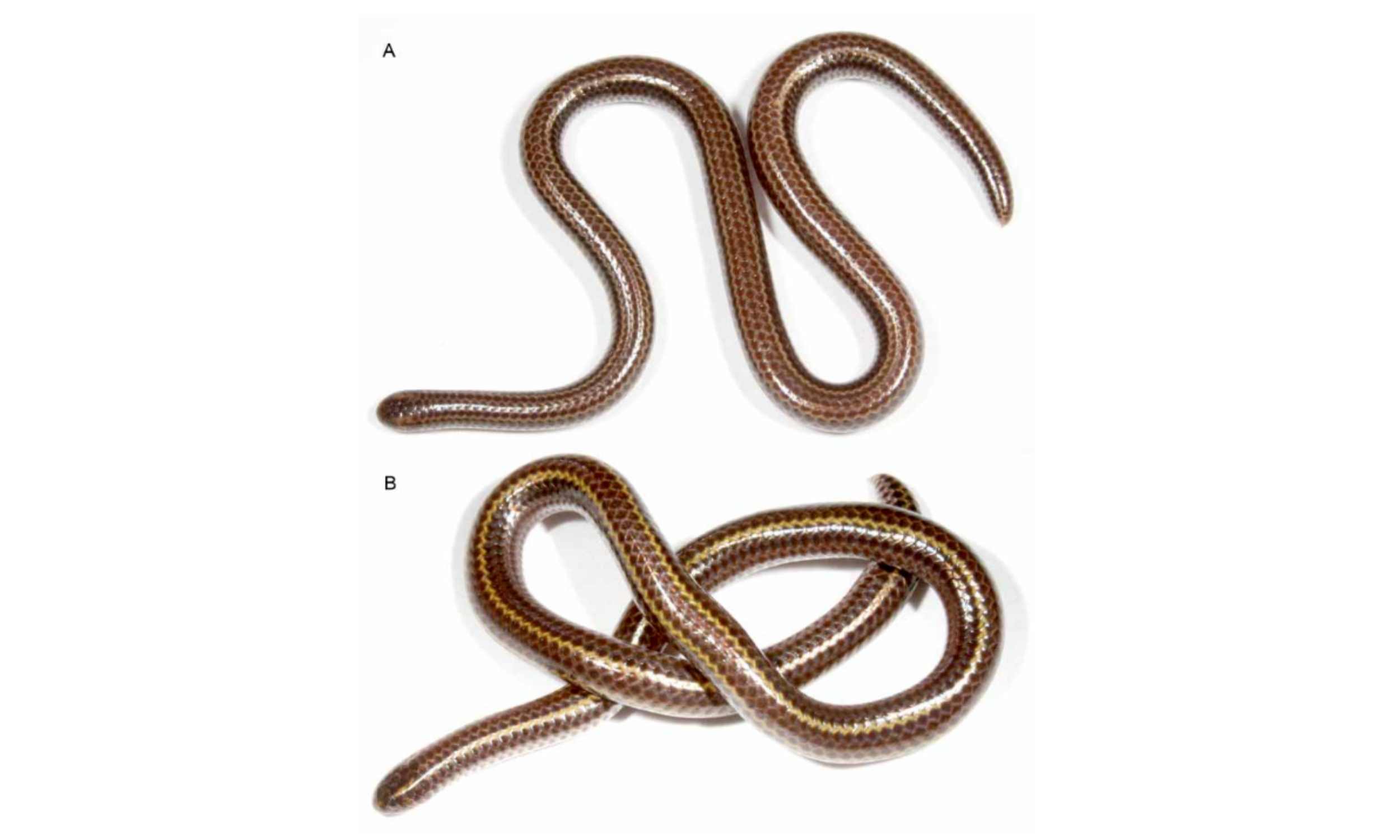 World’s smallest threadsnake has been rediscovered after 20 years