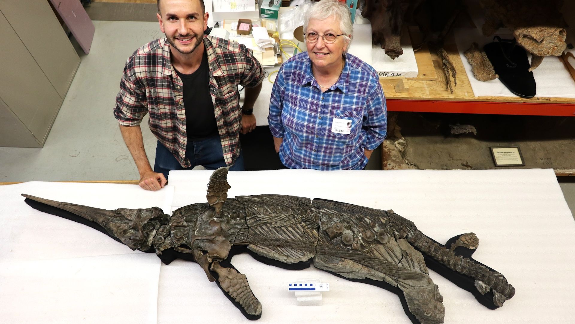 New species of Jurassic ‘sword dragon’ could help solve an evolutionary mystery