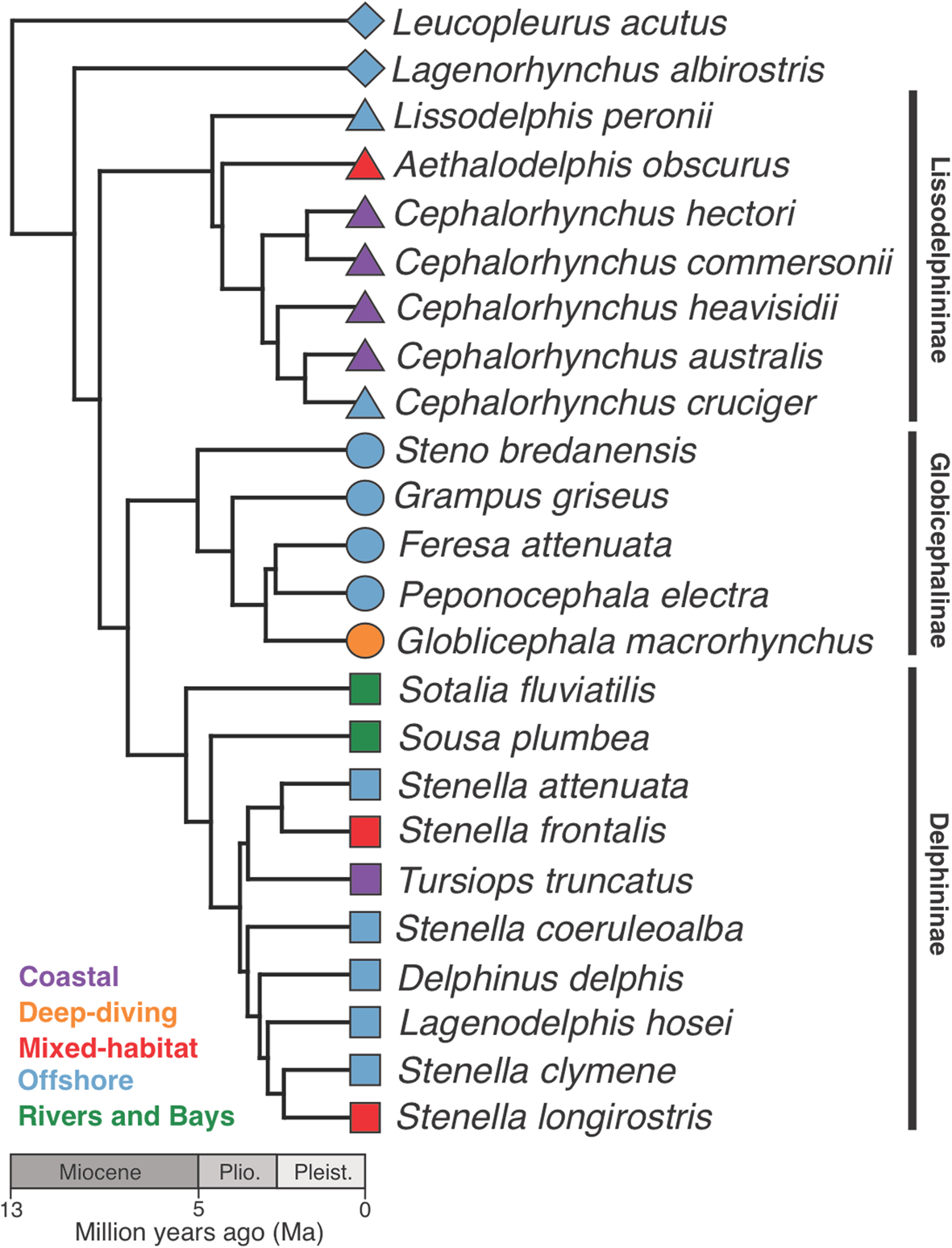Evolutionary trends in the vertebral morphology of extant Delphinidae | BMC Ecology and Evolution
