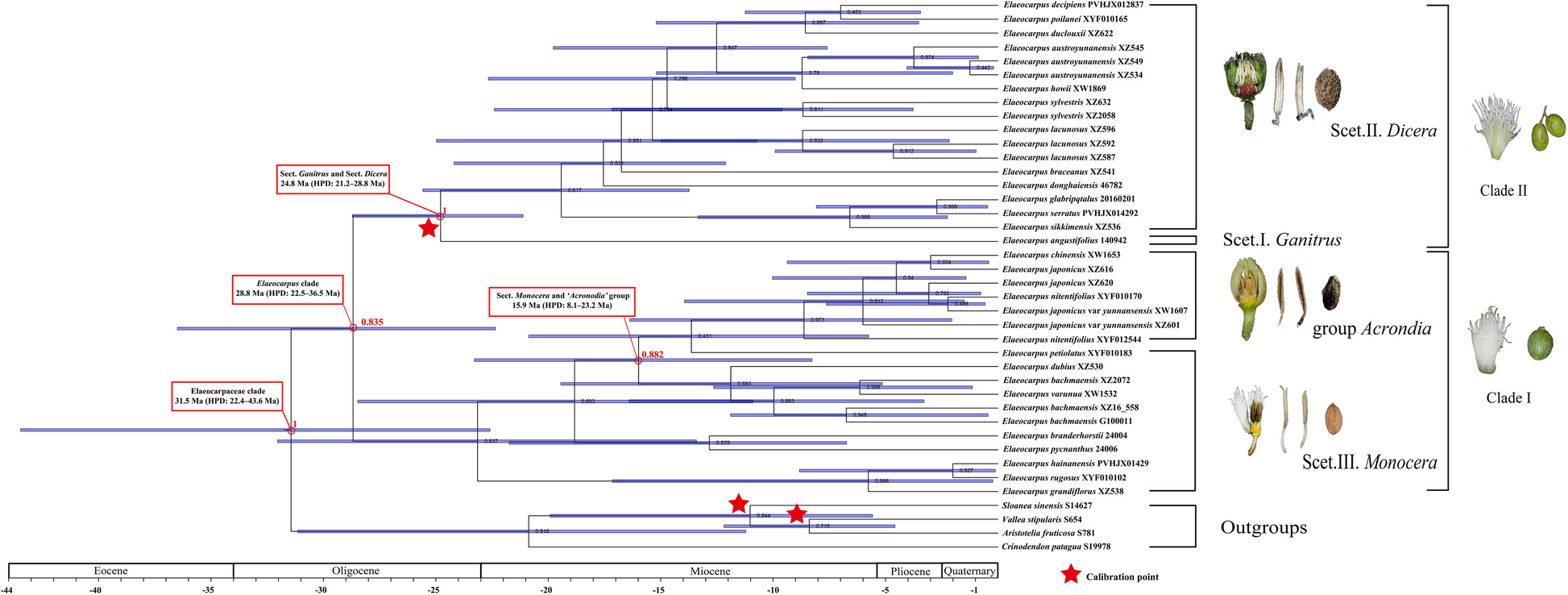New insights into the phylogenetic and biogeographic analysis of Elaeocarpus (Elaeocarpaceae) in China, and further consolidated ‘Acronodia’ as a distinct group | BMC Plant Biology