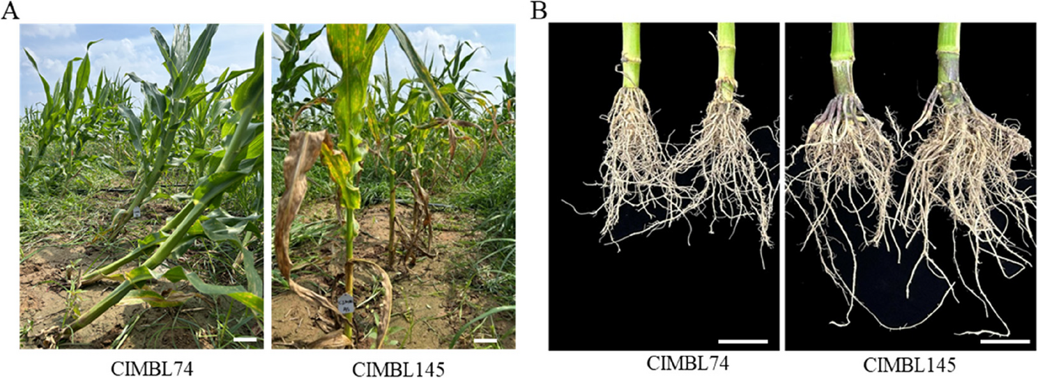 Hunting for the genetic loci underlying root lodging resistance by BSR-seq and QTL mapping in maize | BMC Plant Biology