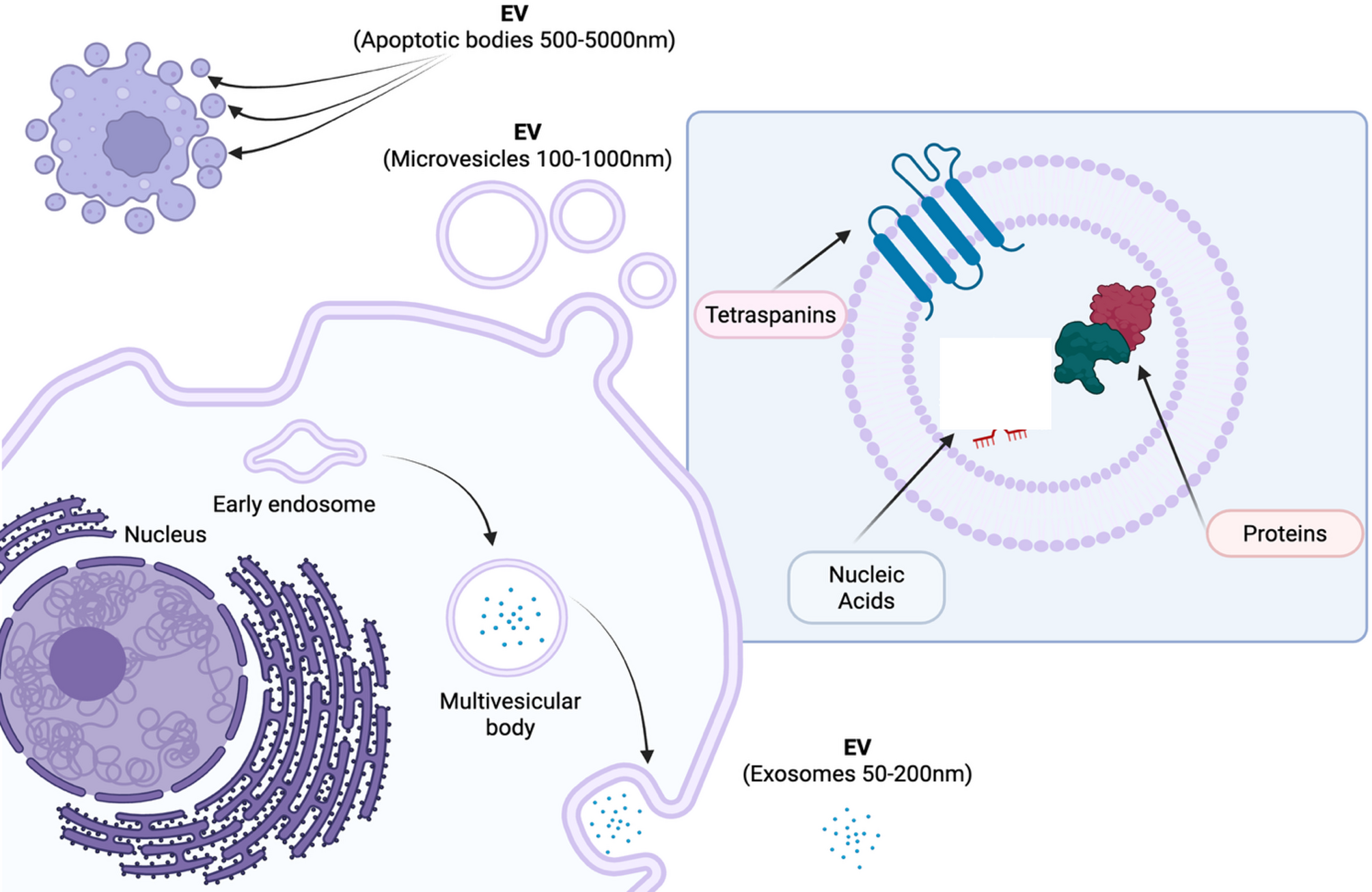 Extracellular vesicles in pulmonary diseases: roles and therapeutic potential | BMC Pulmonary Medicine