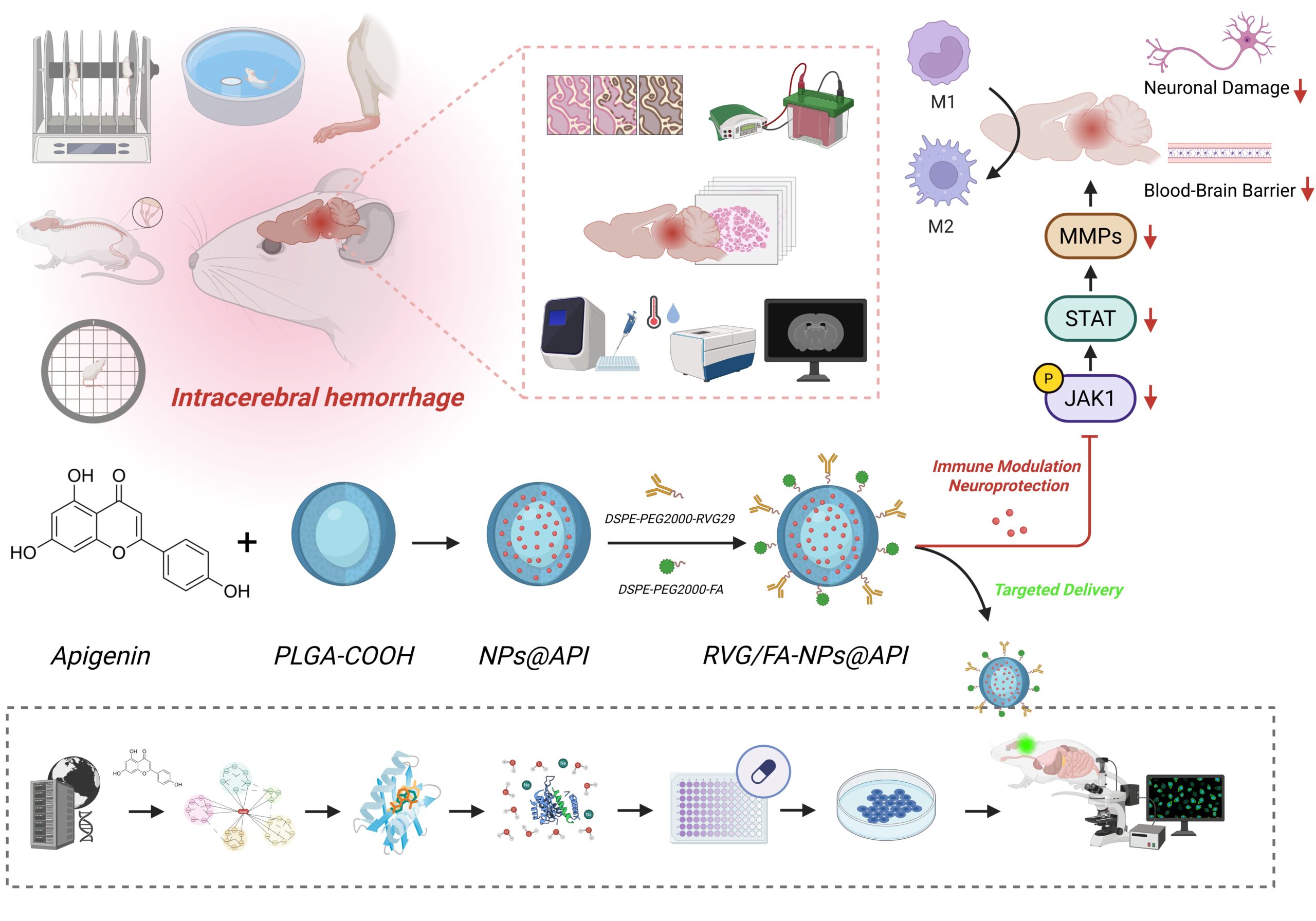 Apigenin regulates CCR5/JAK1/STAT1/MMPs signaling to alleviate secondary brain injury after intracerebral hemorrhage and its enhanced delivery via targeted nanoparticles | Journal of Nanobiotechnology