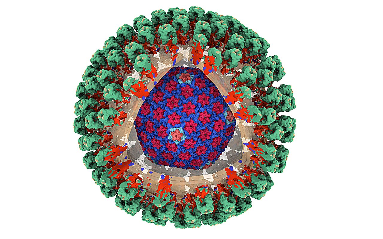 Ancient retrovirus structure reveals link to modern respiratory viruses