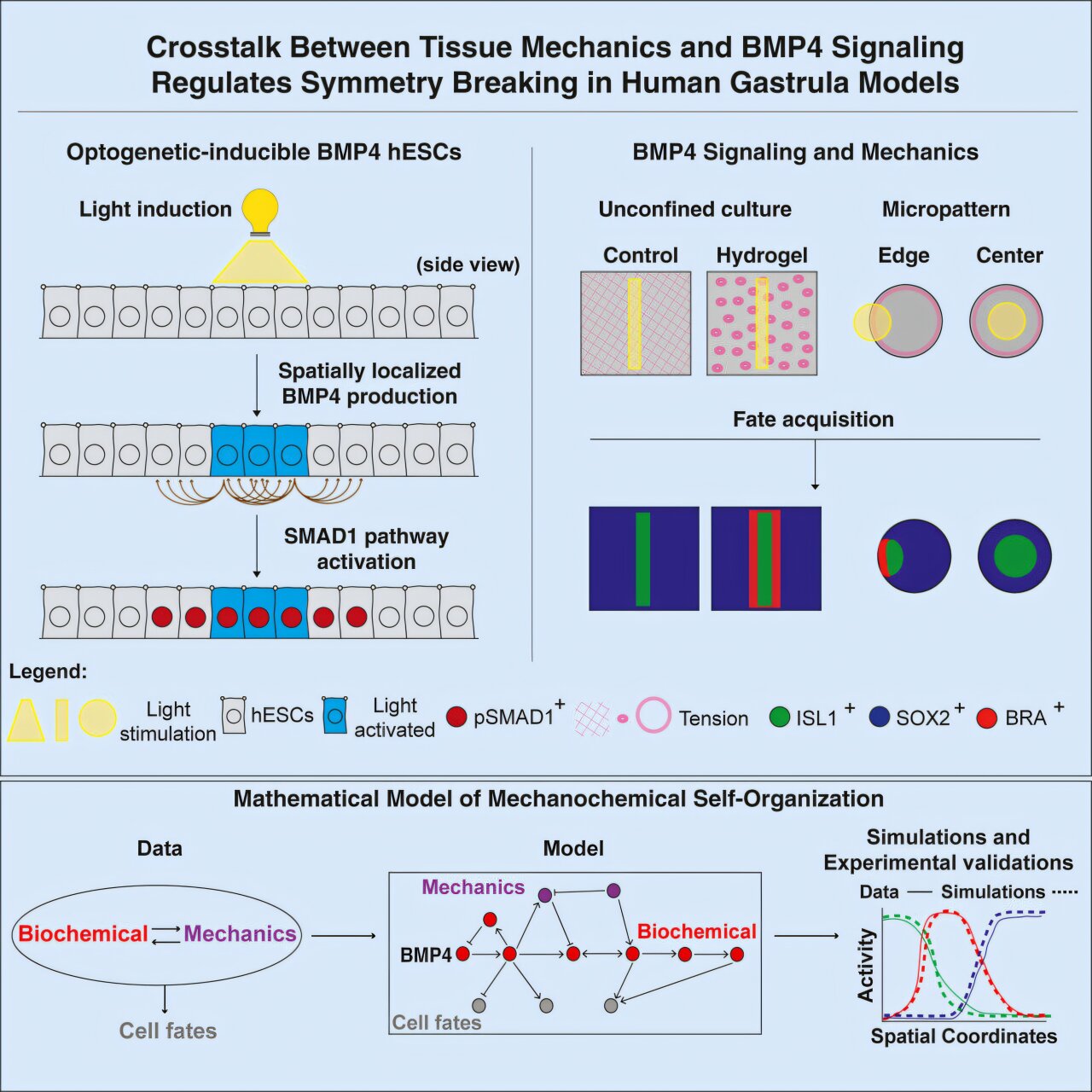 Light-controlled embryos reveal power of mechanical forces in human development