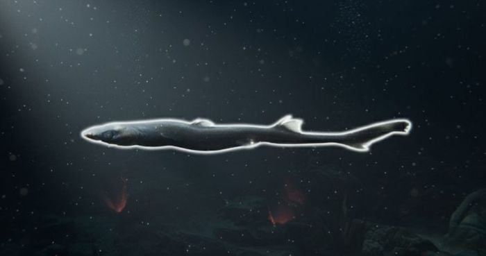 New glowing Lanternshark and Porcelain Crab species found in deep sea