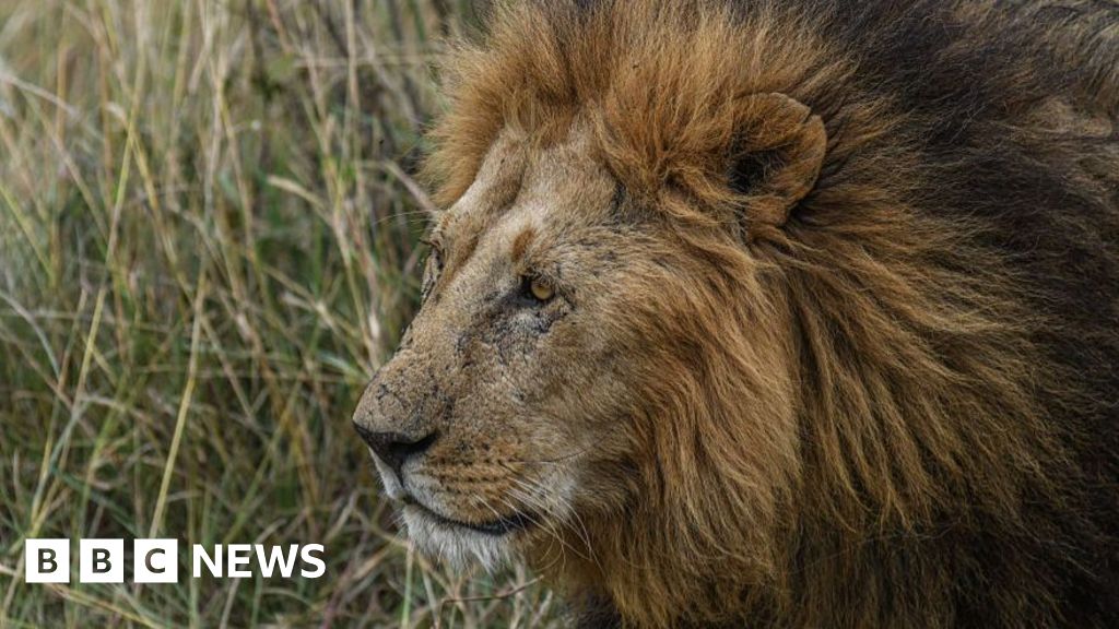 Troubled New Zealand wildlife park euthanises two lions