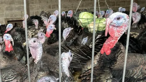 BBC A pen containing a large number of turkeys. They have dark coloured fathers and white heads with red necks. A basket containing cabbages hangs among them for food.