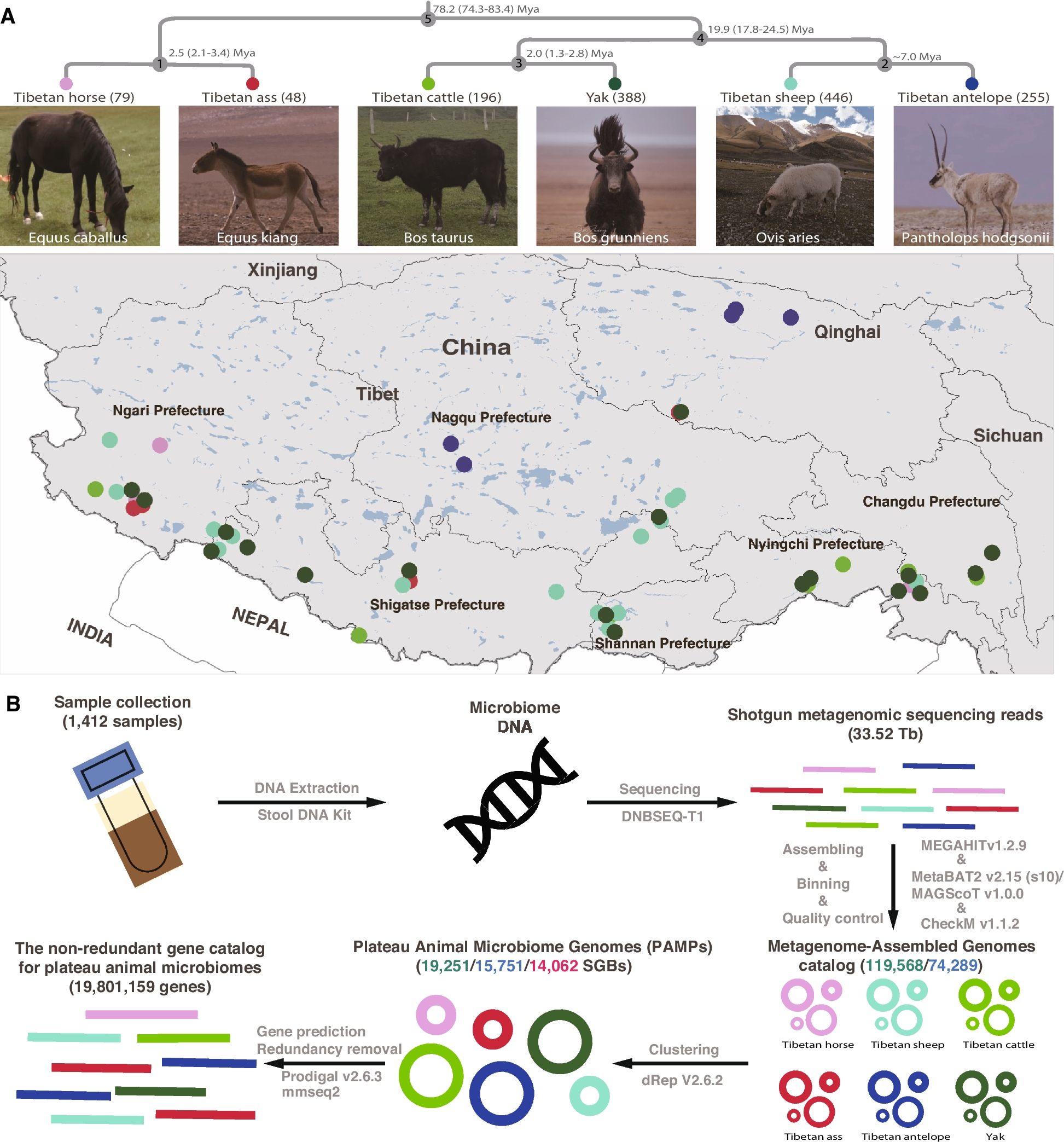 A unified catalog of 14,062 microbial species reference genomes provides new insight into the gut microbiota in high-altitude mammals | Microbiome