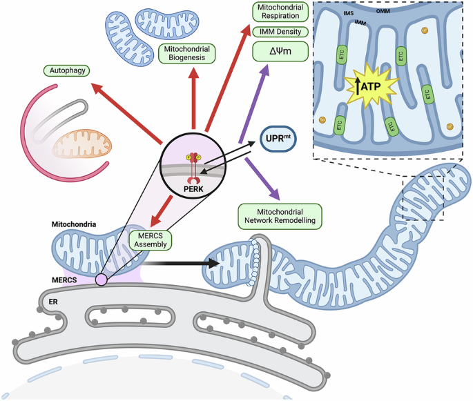 Adaptive ER stress promotes mitochondrial remodelling and longevity through PERK-dependent MERCS assembly