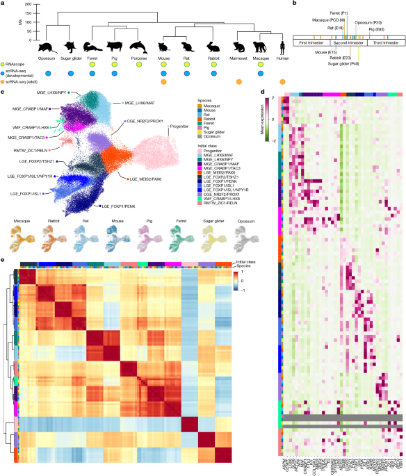 Conservation and alteration of mammalian striatal interneurons