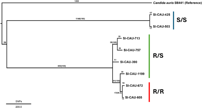 A study of genomic complexity underlying multidrug resistance in Candida auris strains in Thailand