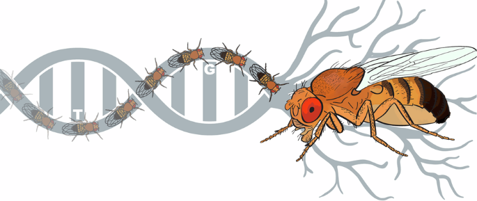 Chemosensation drives divergent social behavior in Drosophila