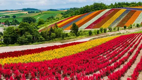 Getty Images Colorful scenery of the flower garden at Shikisai-no-oka, Biei, Hokkaido, Japan