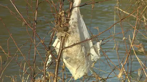 BBC A close up of a piece of toilet paper caught on branches on the banks of the River Avon following Storm Henk in January 2024. 
