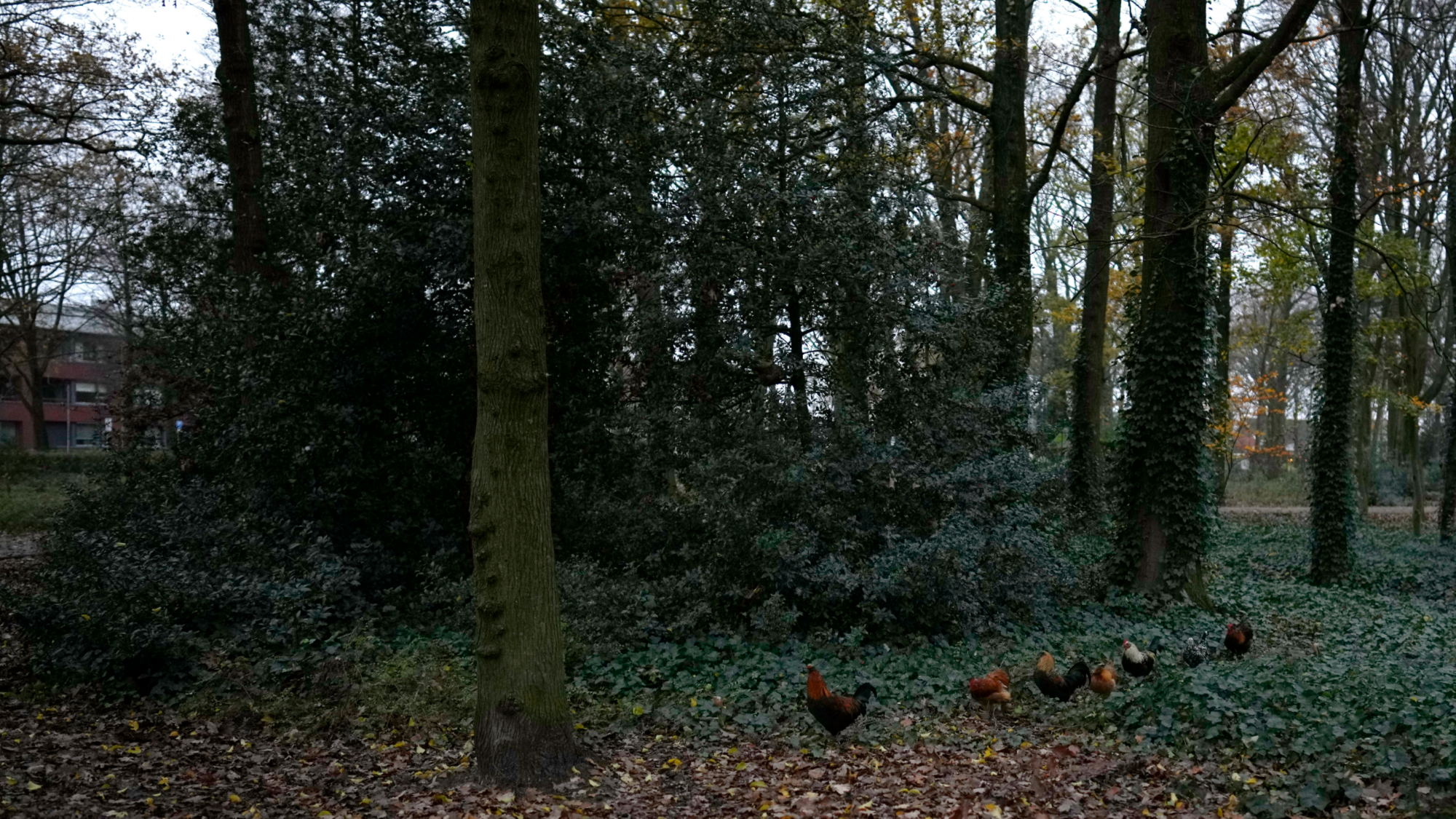 Dutch to cull 117,000 chickens as bird flu spreads