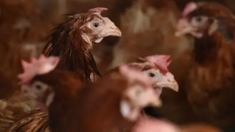 PA Media Several brown chickens