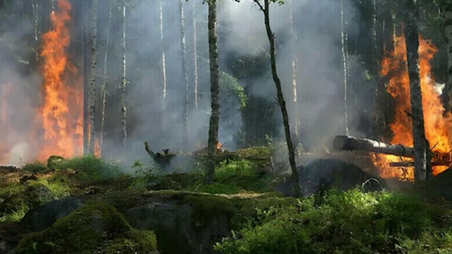 Over 6,000 acres of Punjab’s forests lost to fires in three years