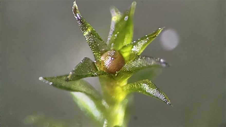 Scientists ‘astonished’ as moss survives nine months in space